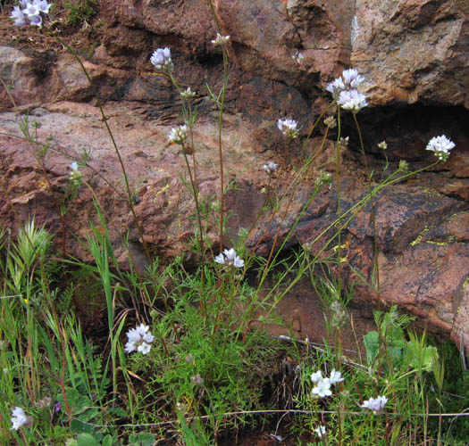 Detailed Picture 5 of Gilia capitata ssp. abrotanifolia