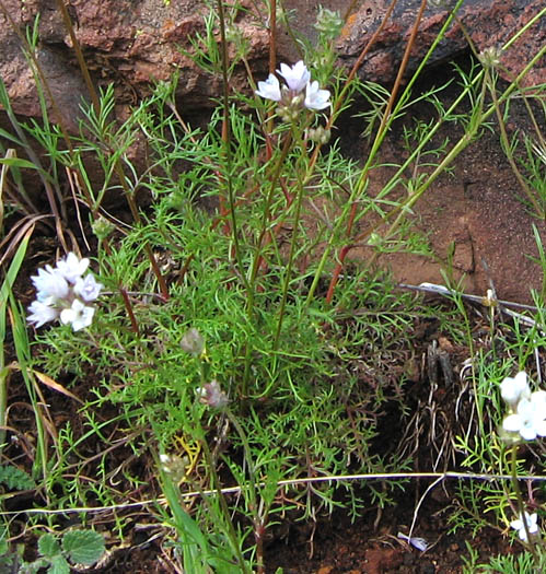 Detailed Picture 6 of Gilia capitata ssp. abrotanifolia