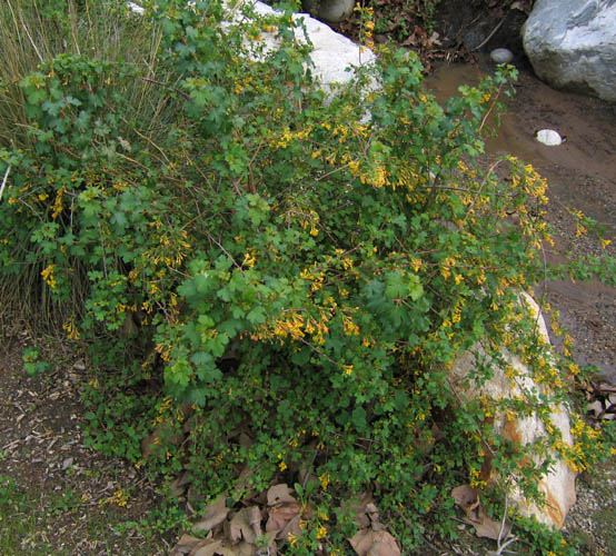Detailed Picture 5 of Ribes aureum var. gracillimum