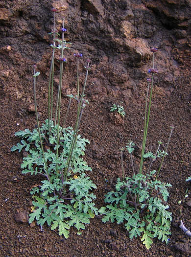 Detailed Picture 3 of Salvia columbariae