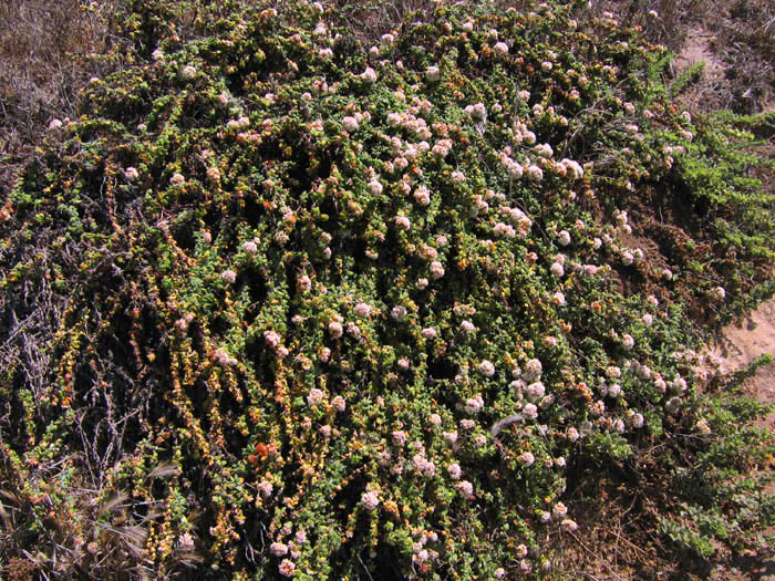 Detailed Picture 4 of Eriogonum parvifolium