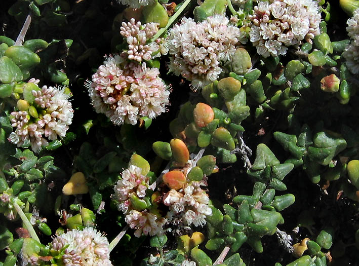 Detailed Picture 3 of Eriogonum parvifolium