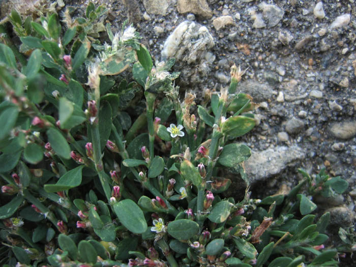 Detailed Picture 3 of Polygonum aviculare ssp. depressum