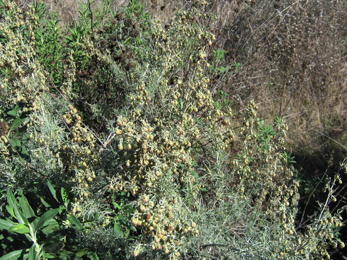 Detailed Picture 4 of Artemisia californica
