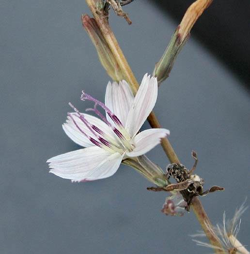 Detailed Picture 2 of Stephanomeria exigua ssp. coronaria