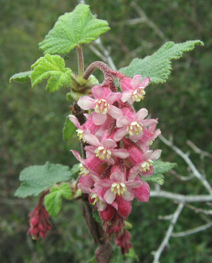Detailed Picture 3 of Ribes malvaceum