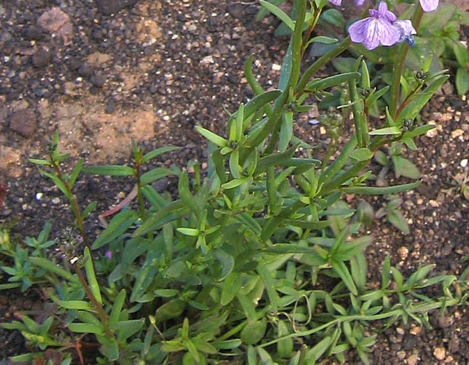 Detailed Picture 3 of Nuttallanthus texanus