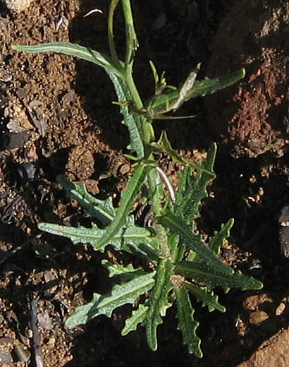 Detailed Picture 6 of Caulanthus heterophyllus