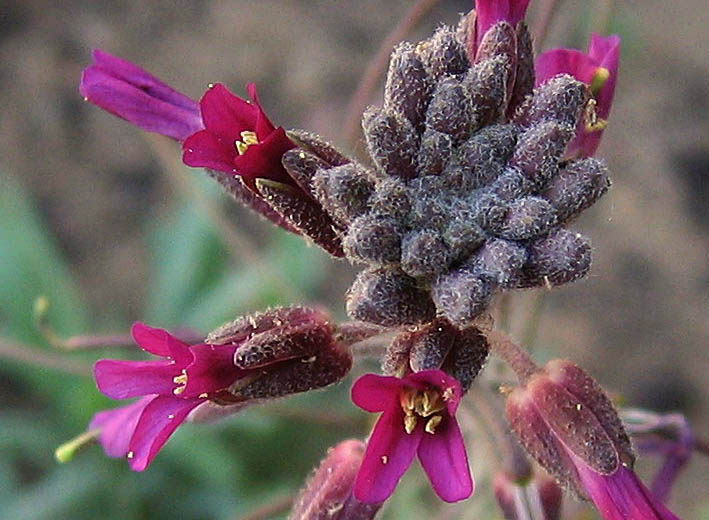 Detailed Picture 1 of Boechera sparsiflora