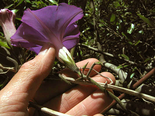 Detailed Picture 1 of Ipomoea indica