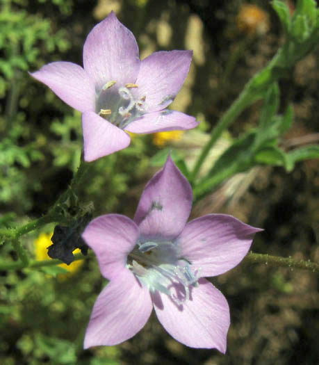 Detailed Picture 1 of Saltugilia splendens ssp. splendens