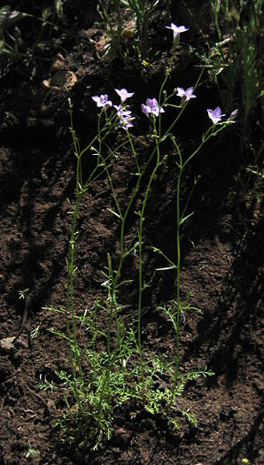 Detailed Picture 4 of Saltugilia splendens ssp. splendens