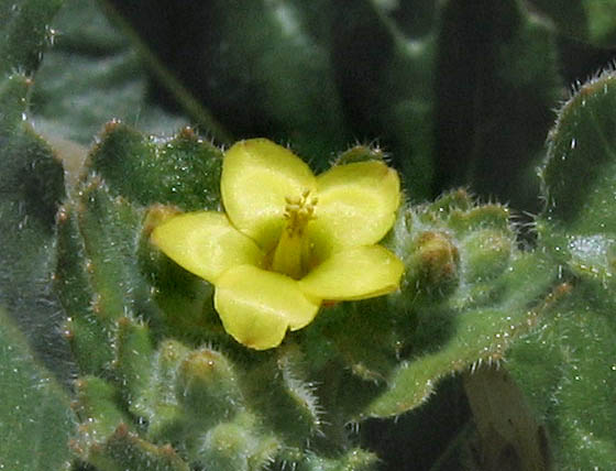 Detailed Picture 2 of Mentzelia micrantha