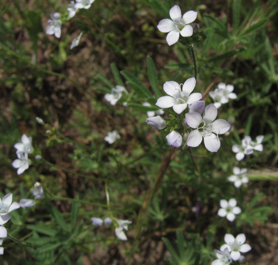 Detailed Picture 4 of Gilia angelensis