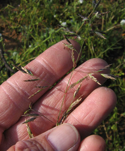 Detailed Picture 2 of Poa secunda