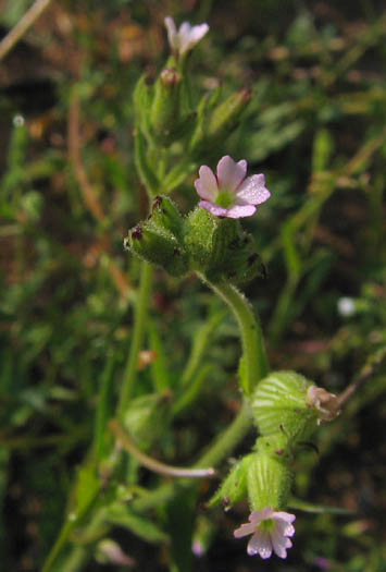 Detailed Picture 2 of Silene multinervia