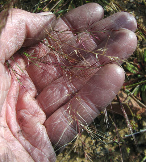 Detailed Picture 6 of Muhlenbergia microsperma