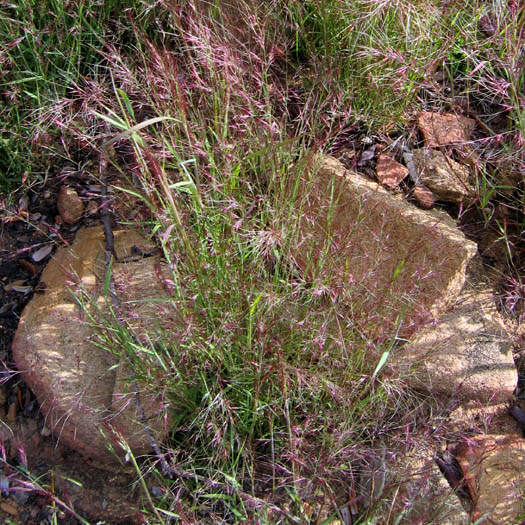Detailed Picture 7 of Muhlenbergia microsperma
