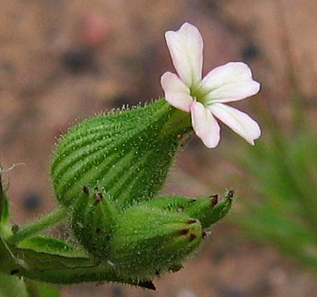 Detailed Picture 1 of Silene multinervia