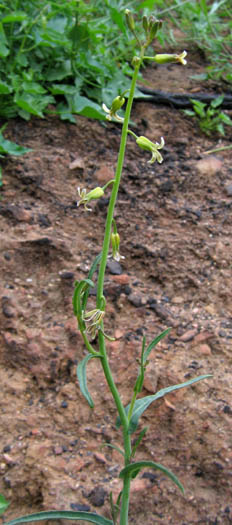 Detailed Picture 5 of Caulanthus heterophyllus