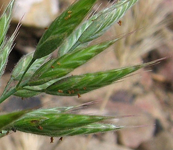 Detailed Picture 1 of Bromus hordeaceus