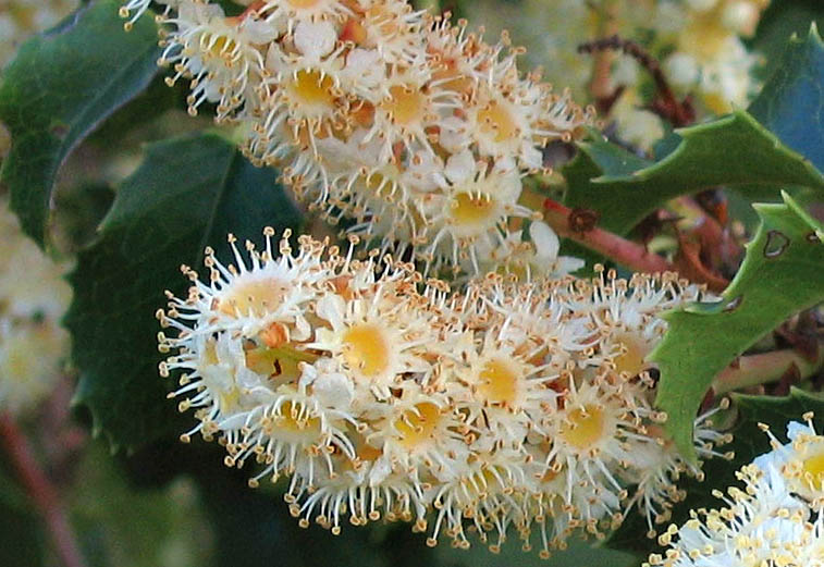 Detailed Picture 1 of Prunus ilicifolia ssp. ilicifolia