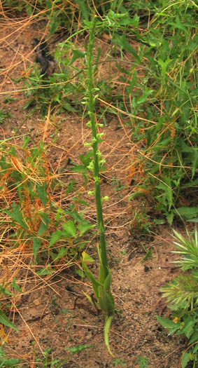 Detailed Picture 5 of Piperia cooperi