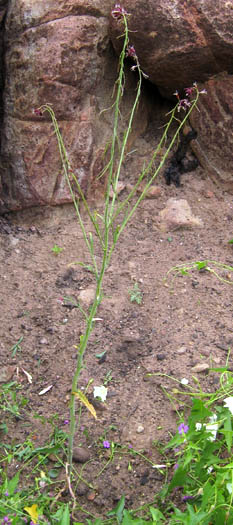 Detailed Picture 8 of Caulanthus heterophyllus