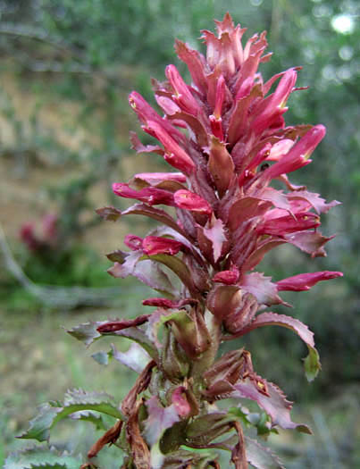 Detailed Picture 3 of Pedicularis densiflora