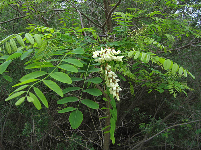 Detailed Picture 4 of Robinia pseudoacacia