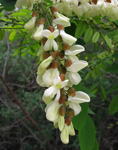 Detailed Picture 2 of Robinia pseudoacacia
