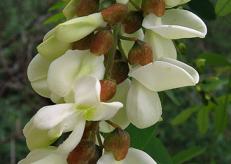 Detailed Picture 1 of Robinia pseudoacacia