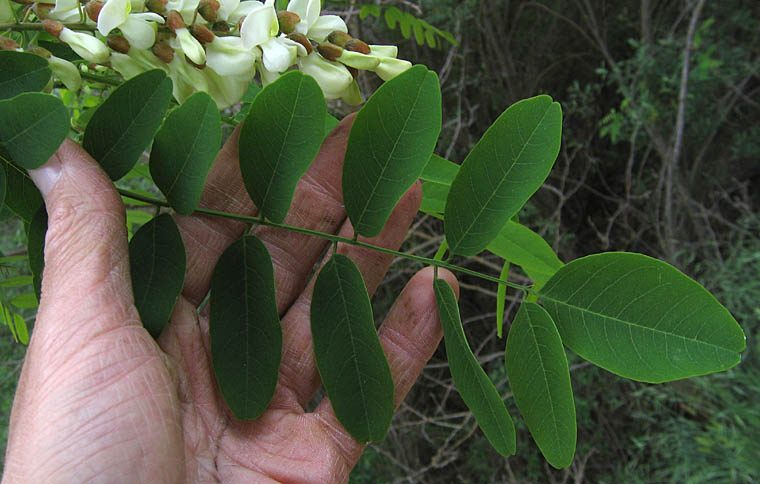 Detailed Picture 5 of Robinia pseudoacacia