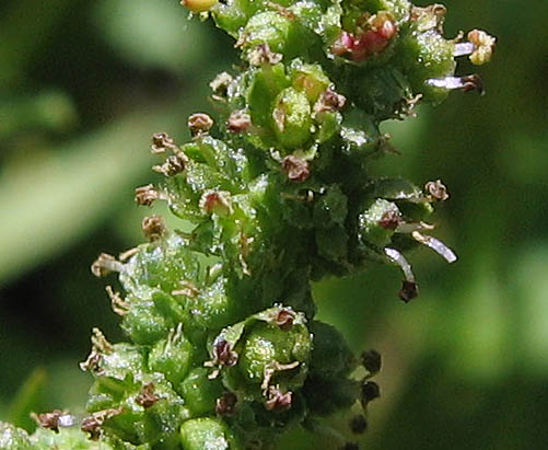 Detailed Picture 1 of Chenopodium californicum