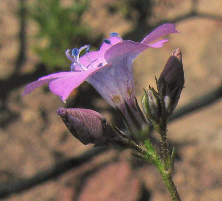 Detailed Picture 2 of Saltugilia splendens ssp. splendens