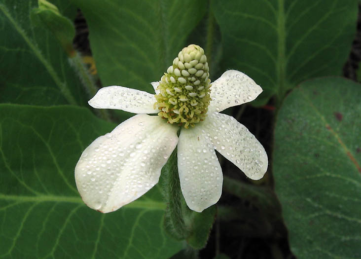 Detailed Picture 1 of Anemopsis californica