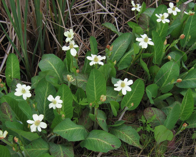 Detailed Picture 4 of Anemopsis californica