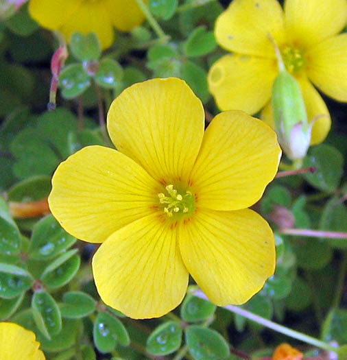 Detailed Picture 1 of Oxalis californica