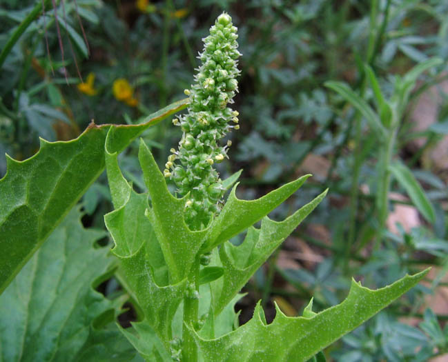 Detailed Picture 3 of Chenopodium californicum