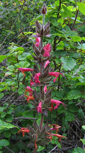 Detailed Picture 3 of Salvia spathacea