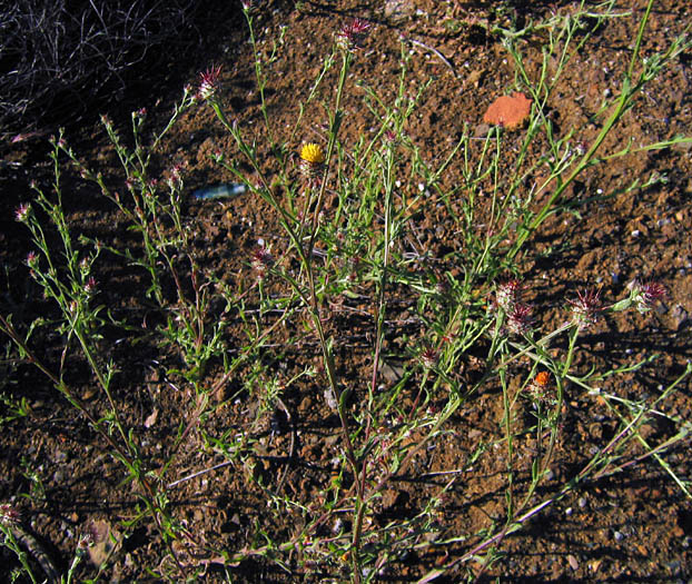 Detailed Picture 4 of Centaurea melitensis