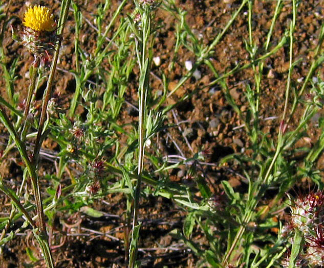 Detailed Picture 3 of Centaurea melitensis