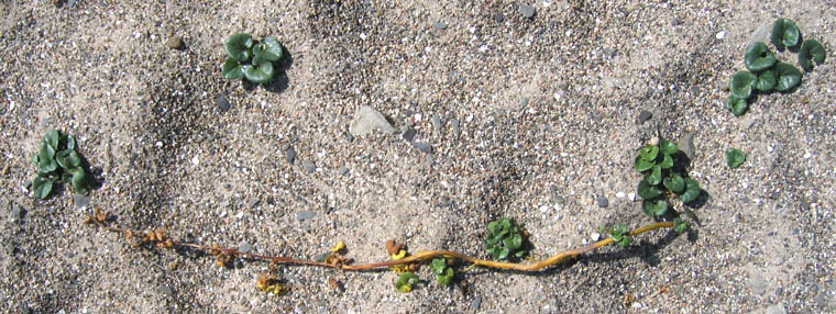 Detailed Picture 5 of Calystegia soldanella