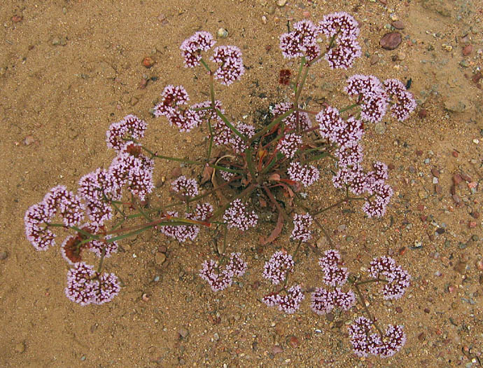 Detailed Picture 4 of Chorizanthe staticoides