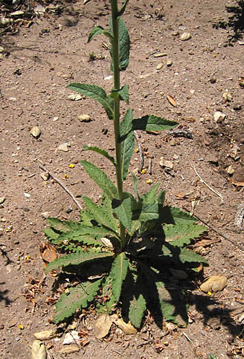 Detailed Picture 6 of Verbascum virgatum