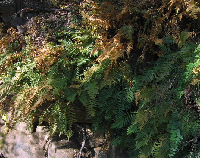 Detailed Picture 3 of Polypodium californicum