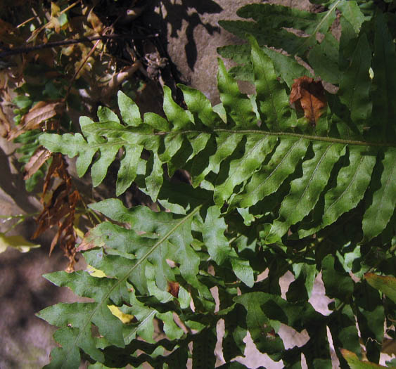 Detailed Picture 1 of Polypodium californicum
