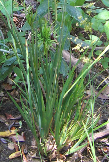 Detailed Picture 5 of Juncus xiphioides