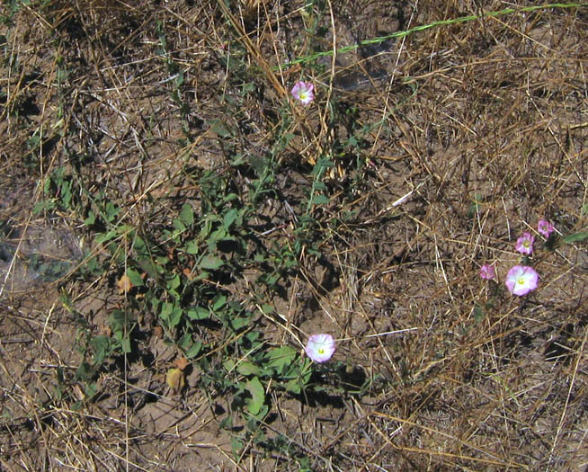 Detailed Picture 6 of Convolvulus arvensis