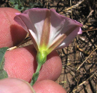 Detailed Picture 5 of Convolvulus arvensis